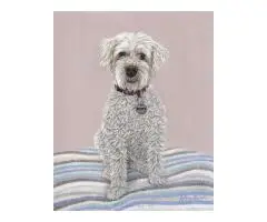 Pet Portrait Commissions - 2