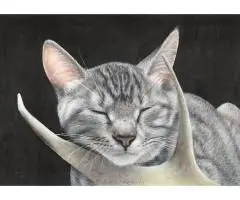 Pet Portrait Commissions - 3