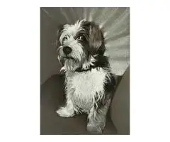 Commissioned portraits - 5